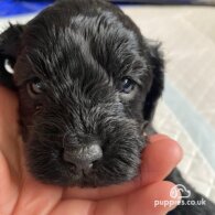 Cavapoo - Both