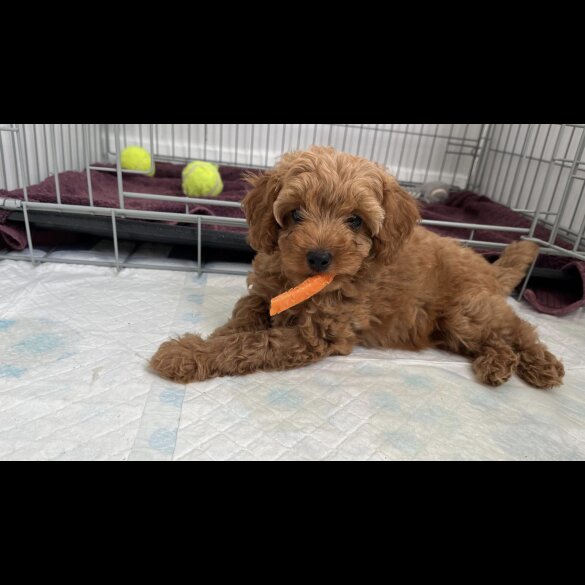Cavapoo - Bitches