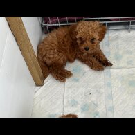 Cavapoo - Bitches
