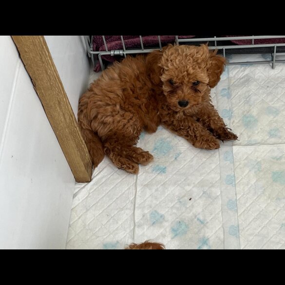 Cavapoo - Bitches