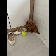 Cavapoo - Bitches