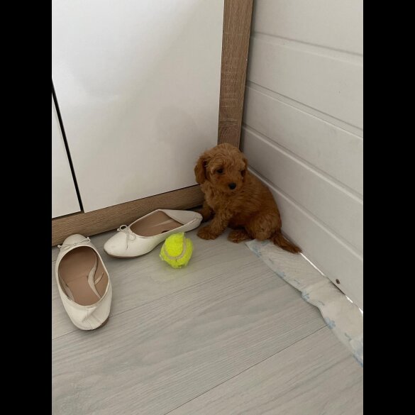 Cavapoo - Bitches