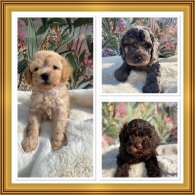 Cavapoo - Both