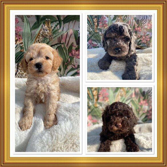 Cavapoo - Both