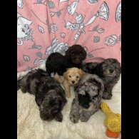 Cavapoo - Both
