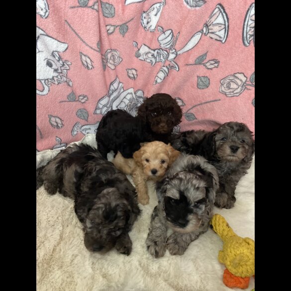 Cavapoo - Both