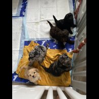Cavapoo - Both