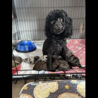 Cavapoo - Both