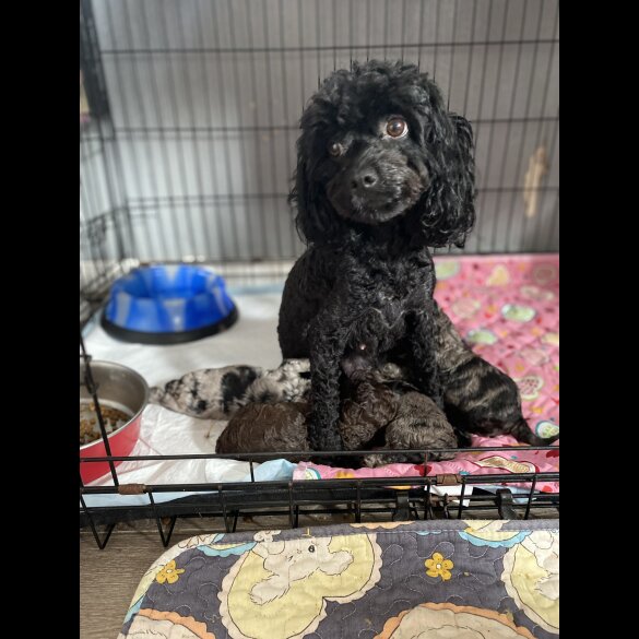 Cavapoo - Both