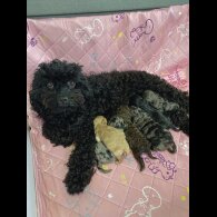 Cavapoo - Both