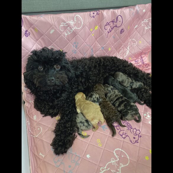 Cavapoo - Both