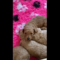 Cavapoo - Both