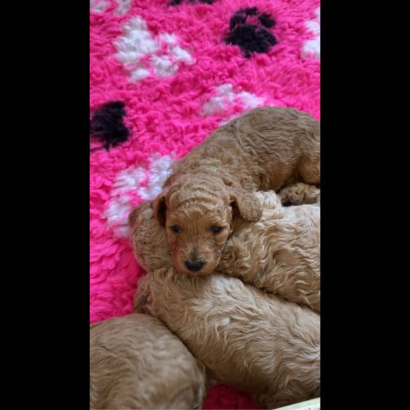 Cavapoo - Both