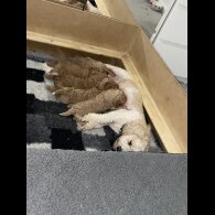 Cavapoo - Both