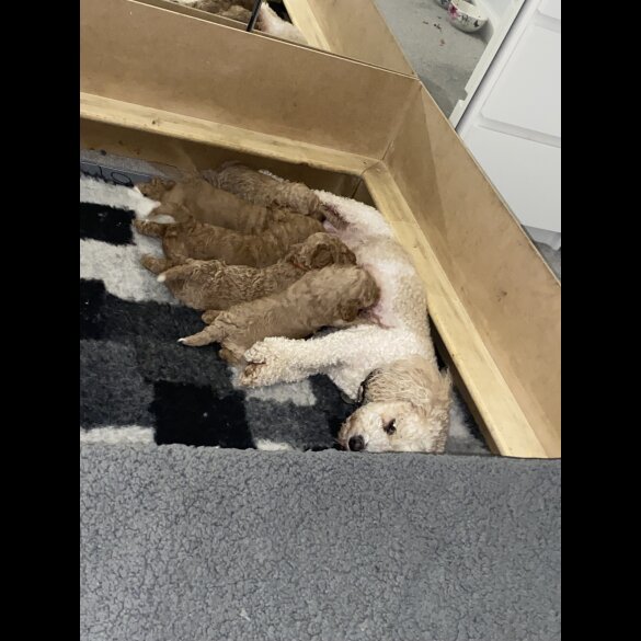Cavapoo - Both