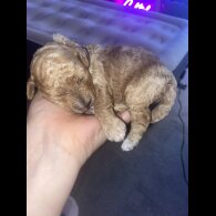 Cavapoo - Both