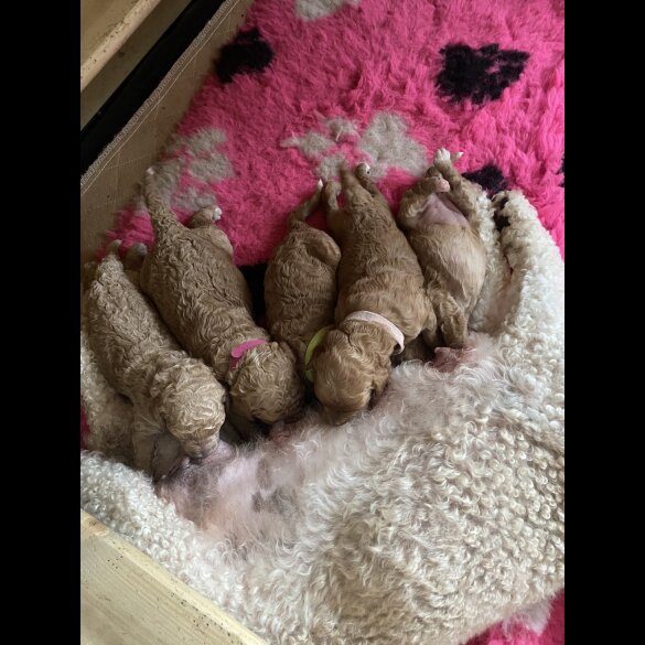 Cavapoo - Both