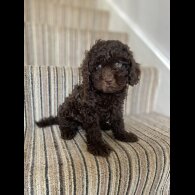 Cavapoo - Both