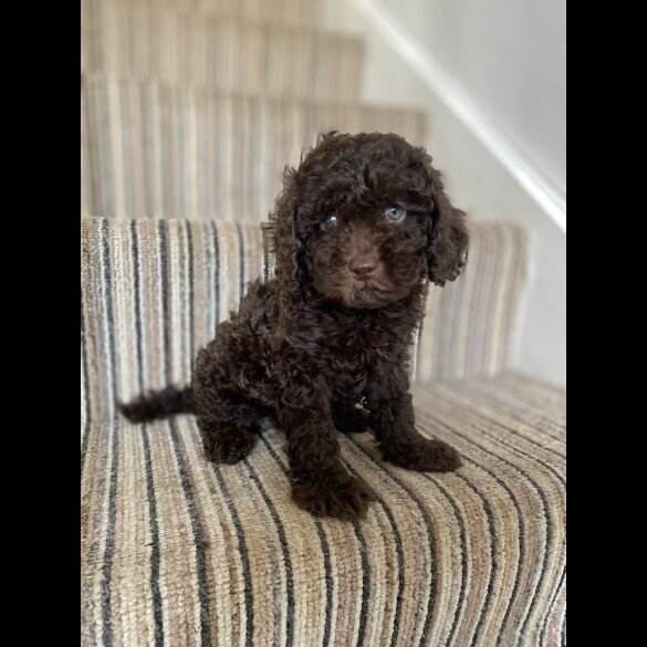 Cavapoo - Both