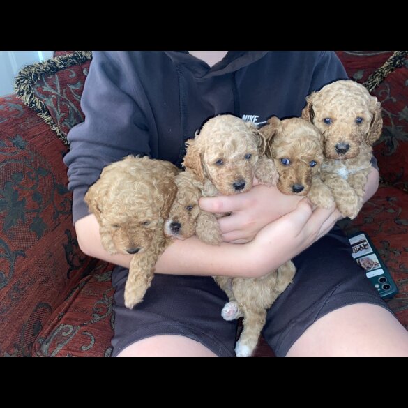 Cavapoo - Both