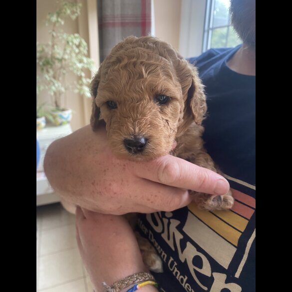 Cavapoo - Both