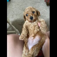 Cavapoo - Both