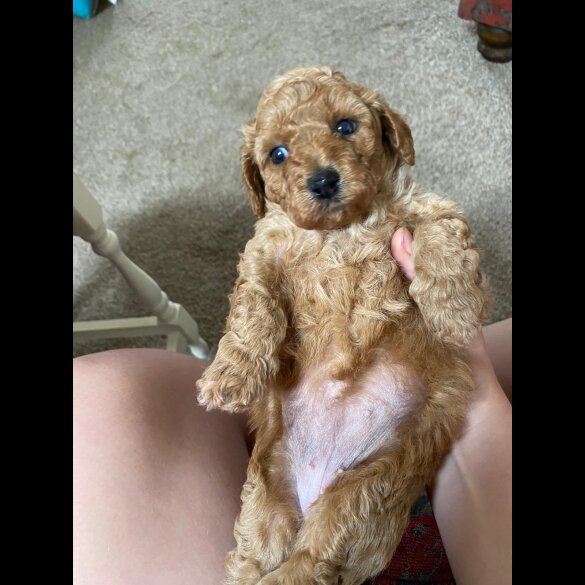 Cavapoo - Both