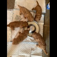 Cavapoo - Both