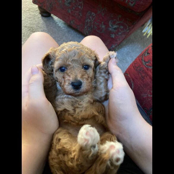 Cavapoo - Both