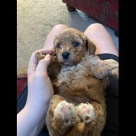 Cavapoo - Both