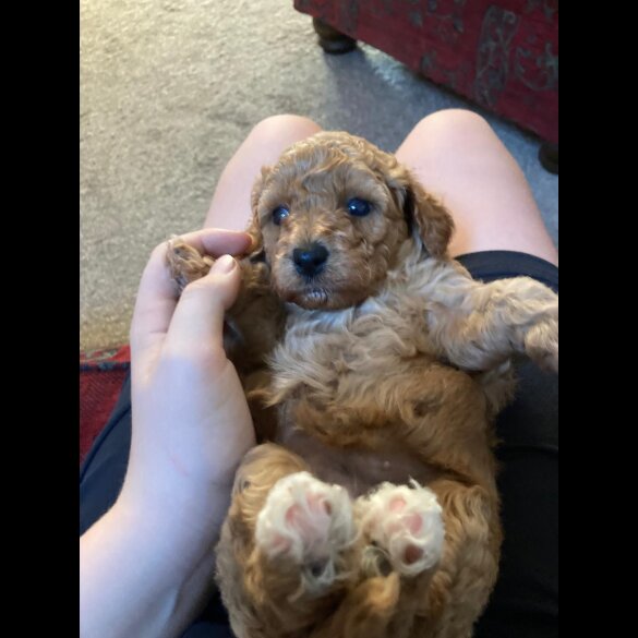 Cavapoo - Both