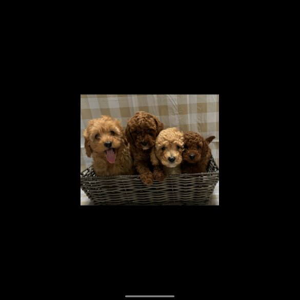 Cavapoo - Both