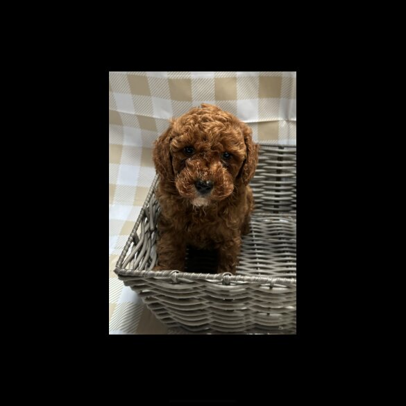 Cavapoo - Both