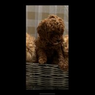 Cavapoo - Both