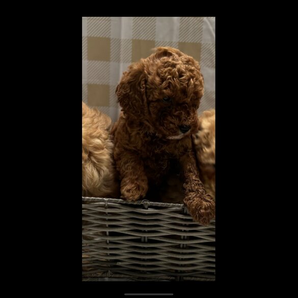 Cavapoo - Both