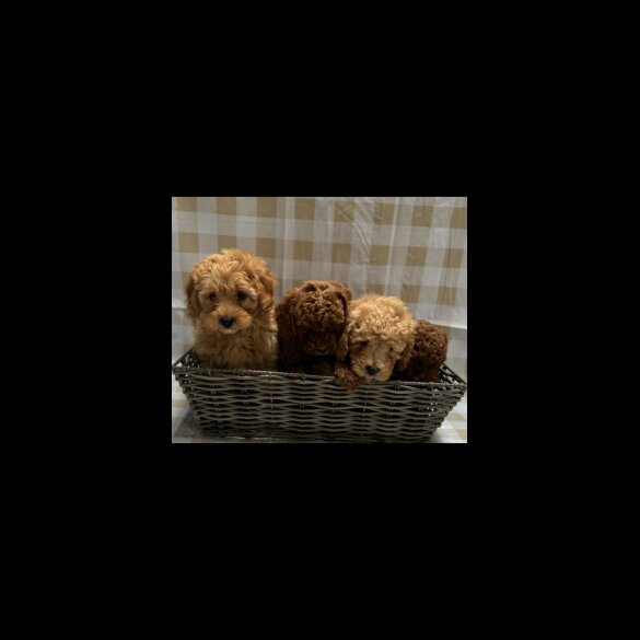 Cavapoo - Both