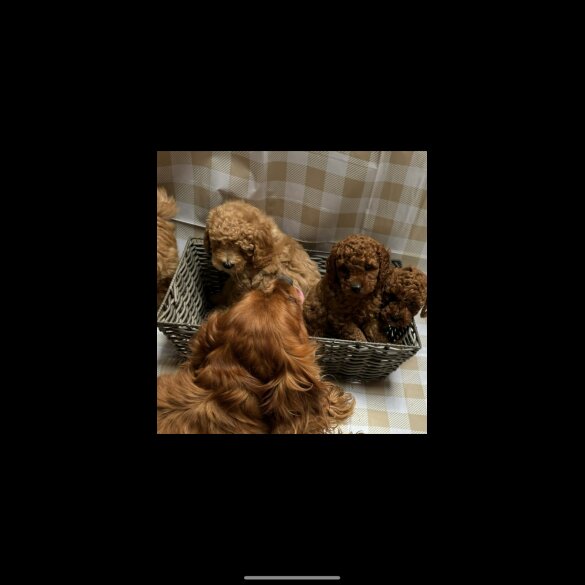 Cavapoo - Both
