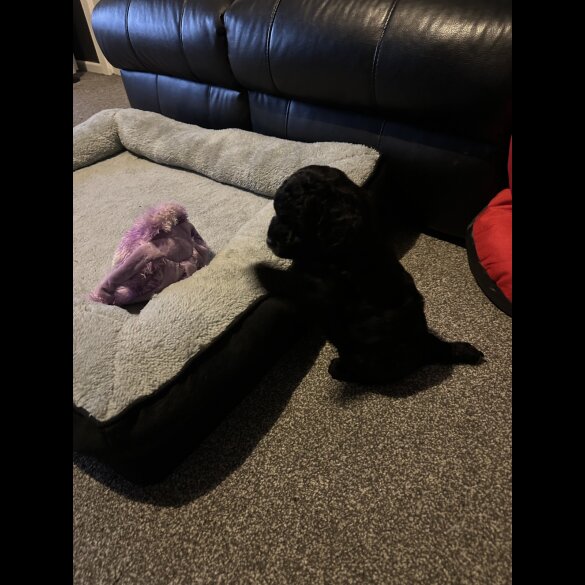 Cavapoo - Both