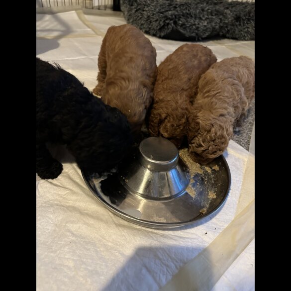 Cavapoo - Both