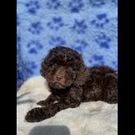 Cavapoo - Both