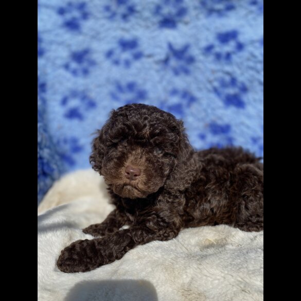 Cavapoo - Both