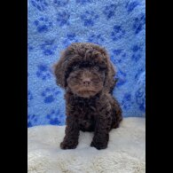 Cavapoo - Both