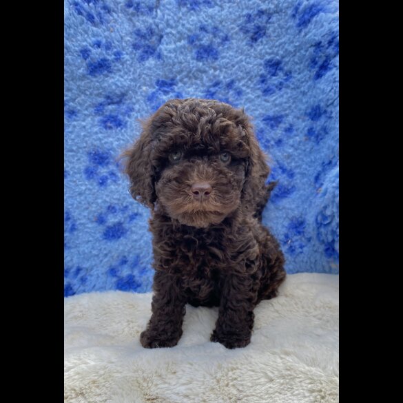 Cavapoo - Both