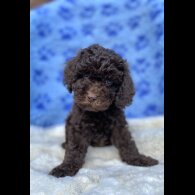 Cavapoo - Both