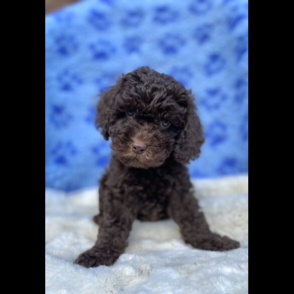 Cavapoo - Both