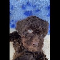 Cavapoo - Both