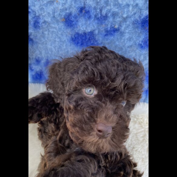 Cavapoo - Both