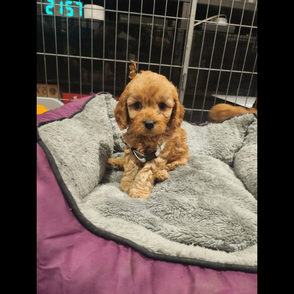 Cavapoo - Dogs