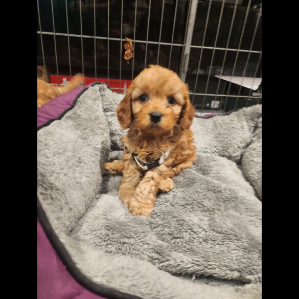 Cavapoo - Dogs