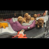 Cavapoo - Dogs